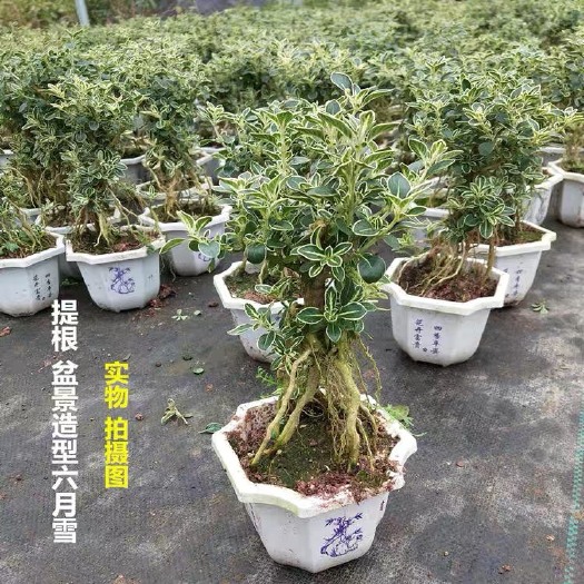 六月雪盆栽  提根六月雪小盆景 老桩金边六月雪小苗 室内客厅植物盆栽树桩盆