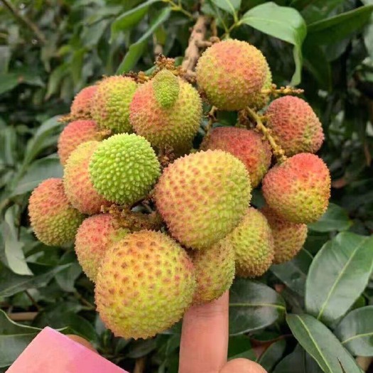 全州县 灵山妃子笑荔枝上架，加量不加价！