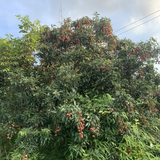 钦州黑叶荔枝 荔枝