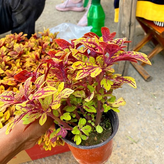 青州市 龙爪彩叶草，龙爪彩叶草基地直供