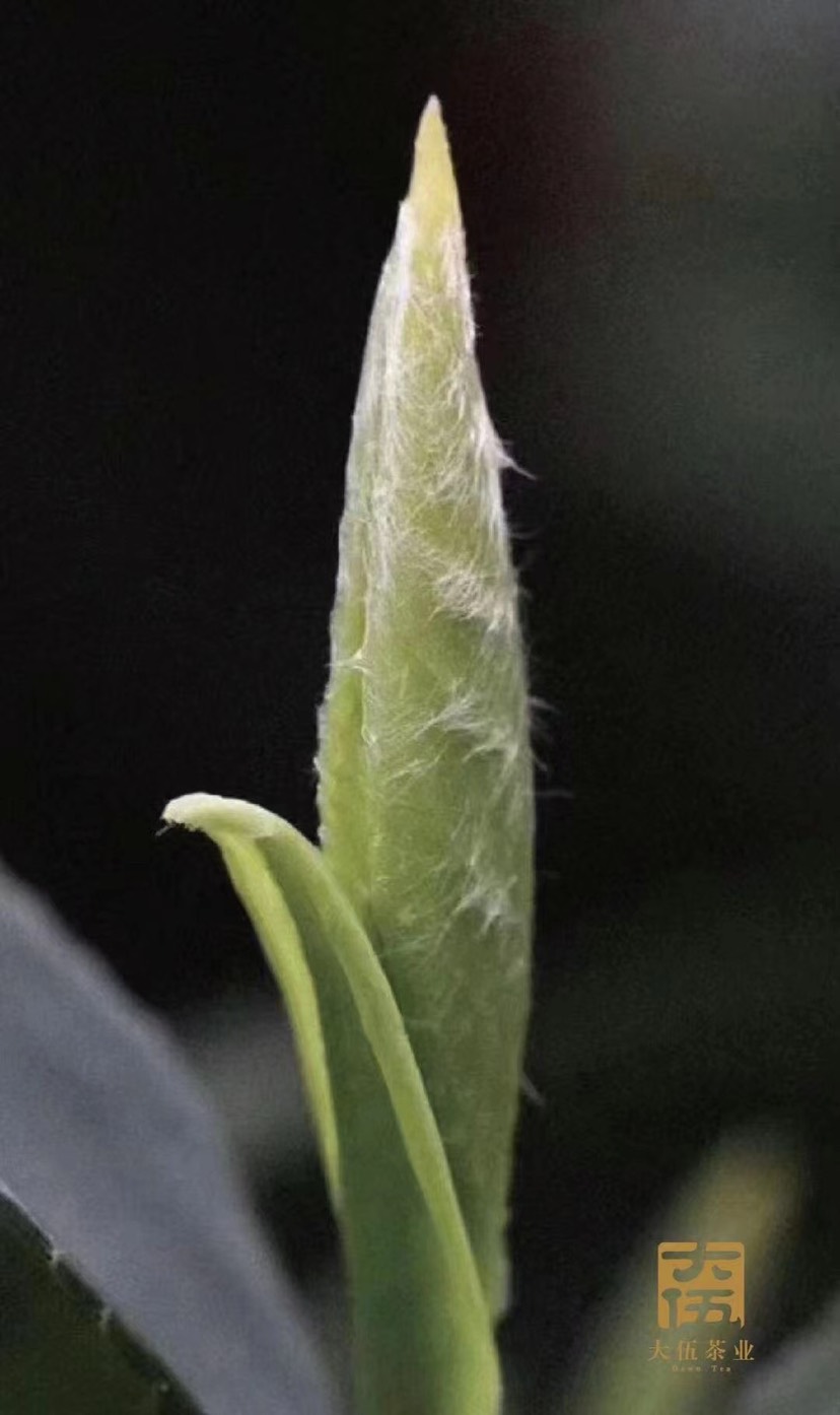 武义岩茶 大伍乾坤