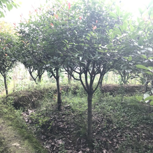 重庆市 红叶石楠，截顶发帽