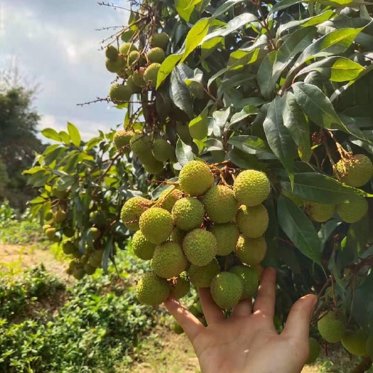 灵山县妃子笑荔枝 广西特产妃子笑￼荔枝￼甜过初恋那种