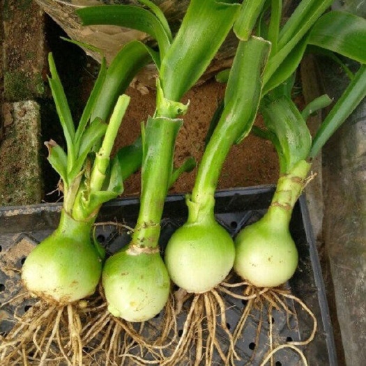 宁海县虎眼万年青盆栽多肉开花又名海葱水晶花四季盆栽种植花卉很好植物