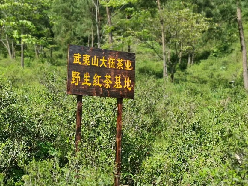 武义岩茶 大伍乾坤