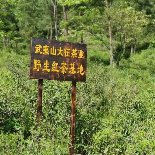 厦门武义岩茶 大伍乾坤