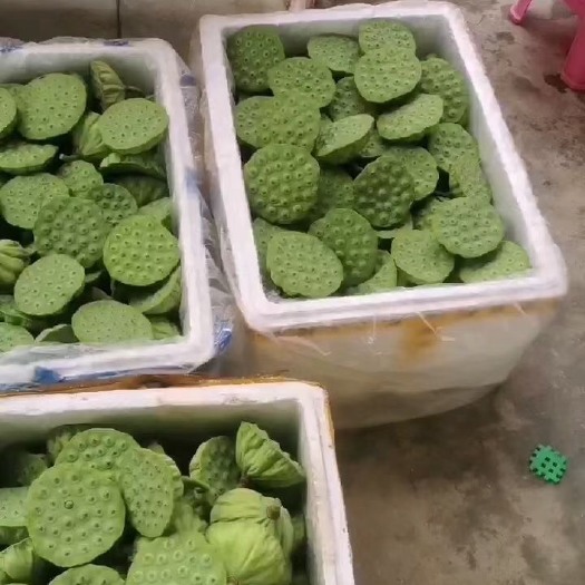 广西精品水果莲，2025年产莲蓬，支持全国发货，量大从优