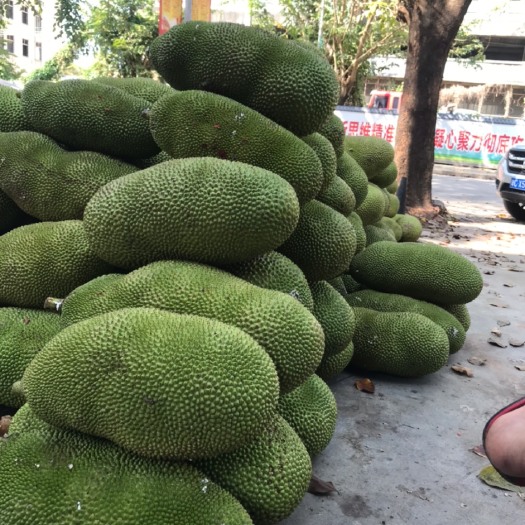 保亭县海南三亚黄肉菠萝蜜