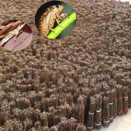 莘县山东金蝉卵枝，批发金蝉枝条品质好，数量大常年有货金蝉卵孵化，