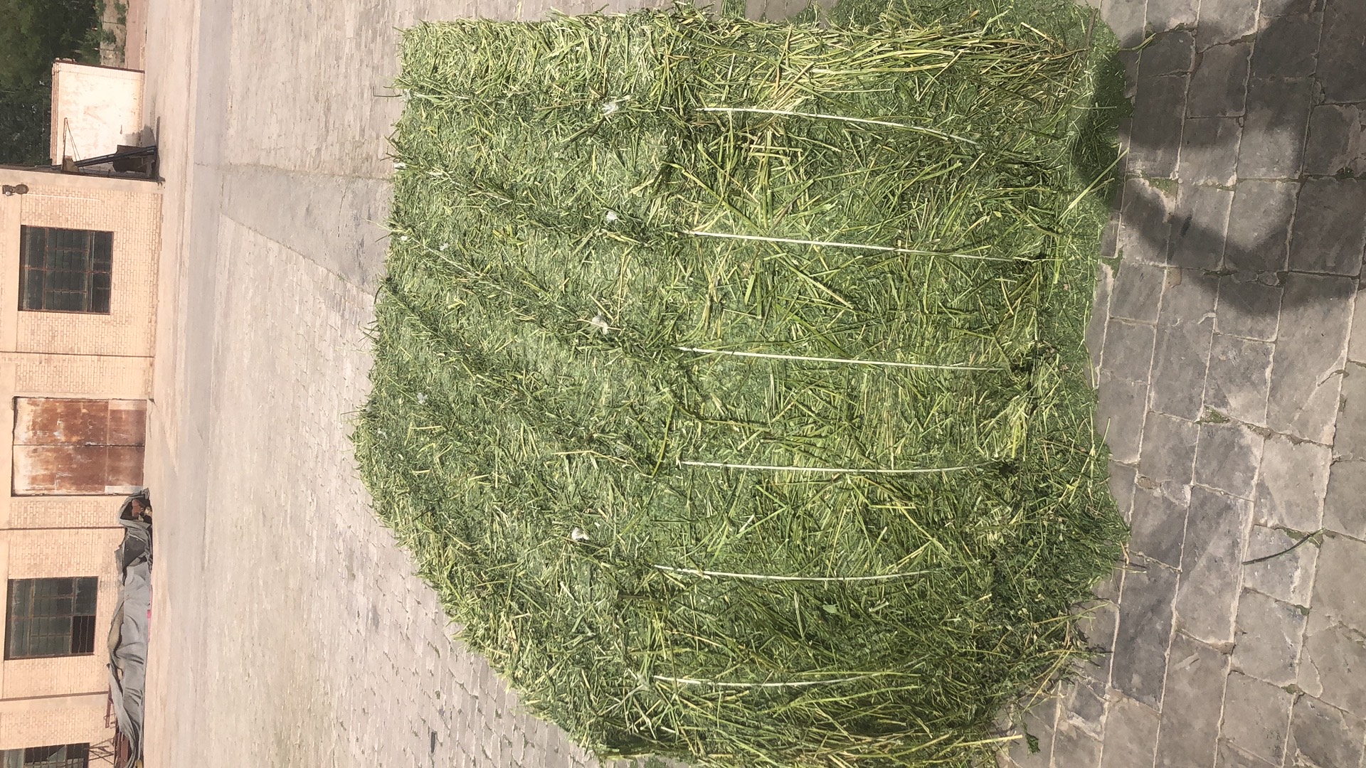 [苜蓿草饲料批发]苜蓿草 苜蓿头茬草价格2700元/吨 