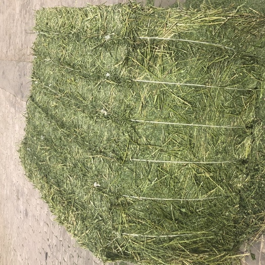 金塔县苜蓿草 苜蓿头茬草