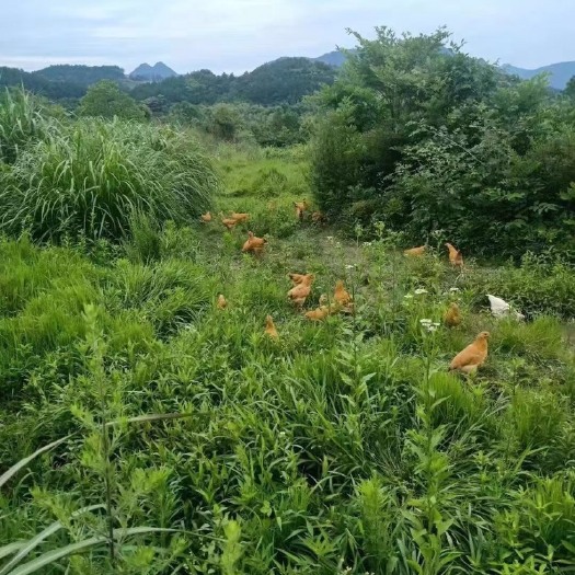 上海土鸡 童子鸡 适合清蒸 红烧！