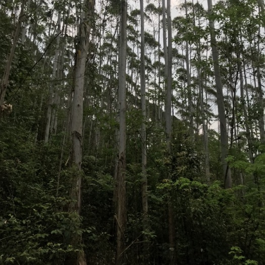 钟山县桉树原木  出售桉木原木4-20公分，现货批发，可包山砍树