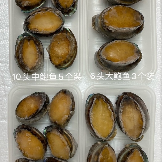 泓振鲍源海产鲍鱼 冻鲍鱼 鲜冻鲍鱼 速冻鲍鱼 包装鲍鱼全规格