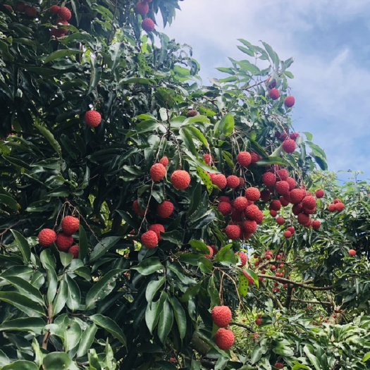 陆丰市桂味荔枝