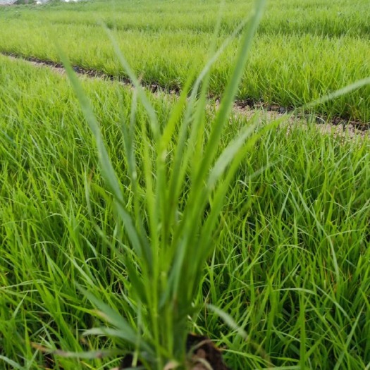 青州市狼尾草 小兔子尾草10万颗