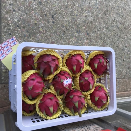 遂溪县金都一号火龙果 金都