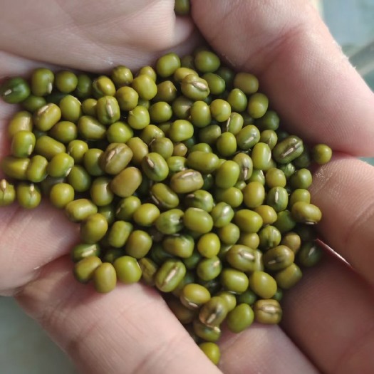 瑞丽市毛绿豆  优质缅甸绿豆，3.0-4.0规格，现货