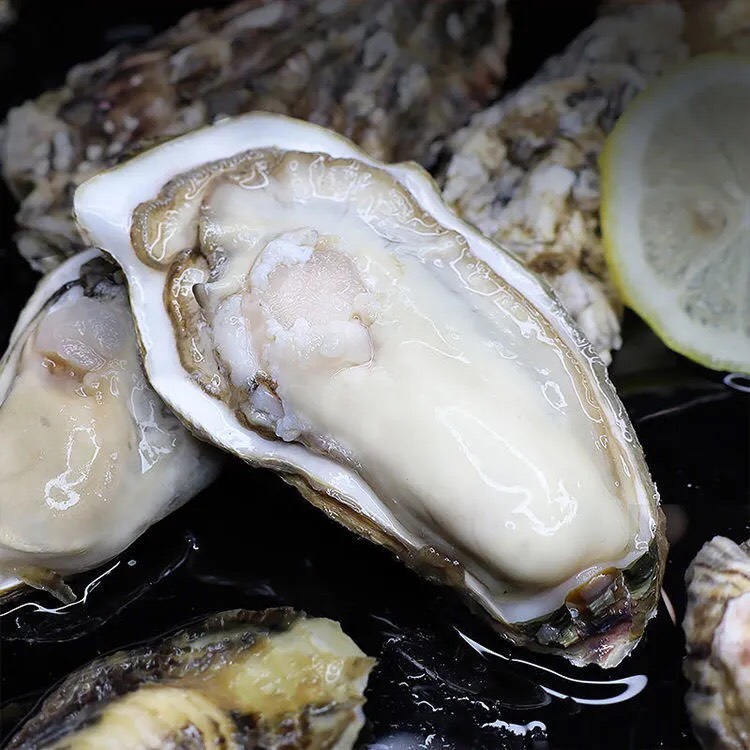 新鲜冷冻半壳生蚝烧烤火锅料理食材原汁生蚝海鲜原浆牡蛎自助食材