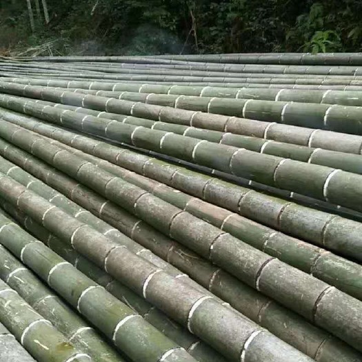 祁门县15-16米毛竹、需要的联系、