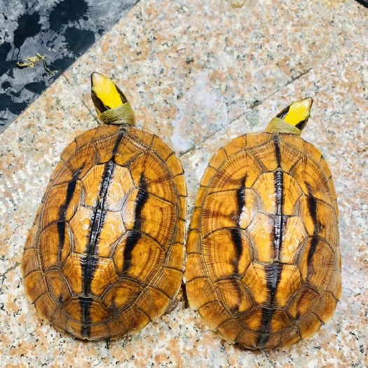 东莞市中华草龟 精品海南种