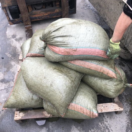东港市田螺，饲料螺长年批发一手货源