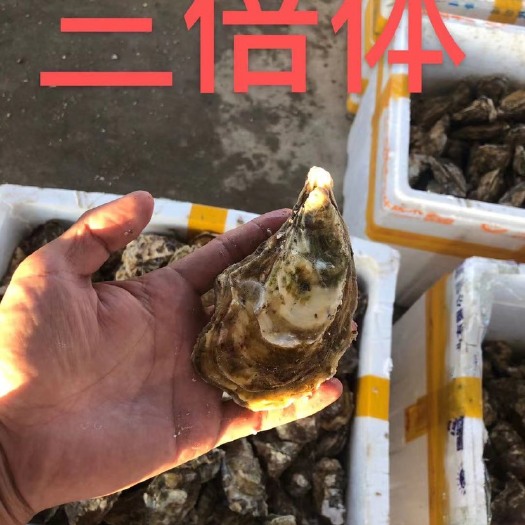 诏安县三倍体生蚝 鲜活个头大  烧烤可提供开边  原产地直供