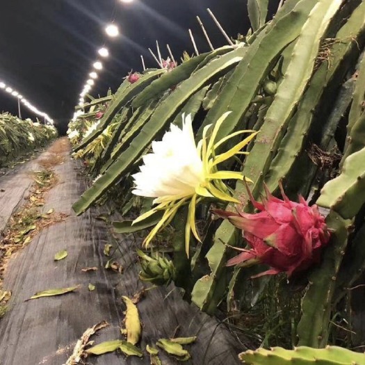 遂溪县金都一号火龙果清甜爽口皮薄品水份充足