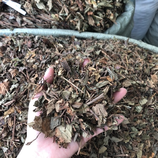 玉林药用鱼腥草  鱼腥草原产地 中药材批发价格 欢迎大家前来采购