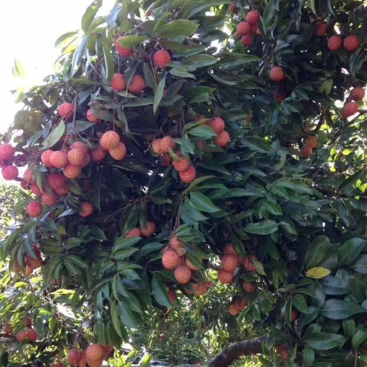 惠州糯米糍荔枝  镇隆荔枝