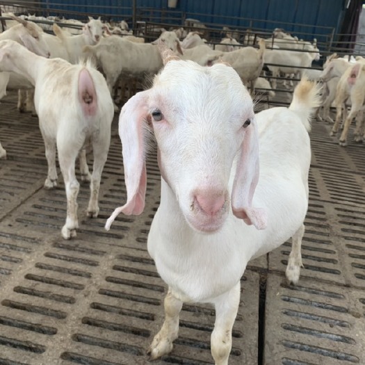 郓城县美国白山羊 怀孕母羊 羊羔 种公羊 专业养殖