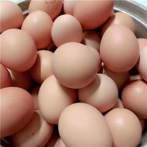 南通农场散养土鸡蛋平时吃菜叶玉米粒稻壳等直销代发品质保证