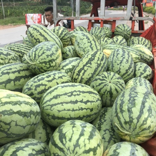 南宁西瓜 广西南宁本地绿爽
