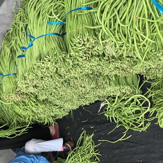 枝江市长豇豆  刚豆角，长豆角