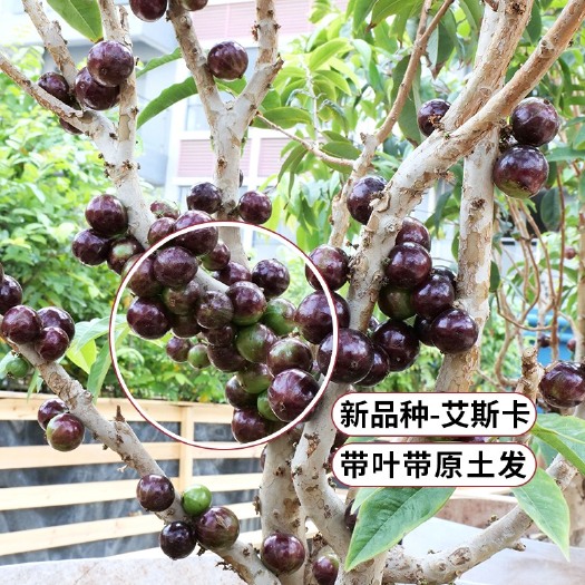 深圳嘉宝果苗  【艾斯卡嘉宝果】四季结果！三到四年苗~全国包邮！