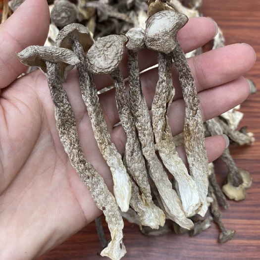 文山市鹿茸菇 今年新货香香鹿茸菇