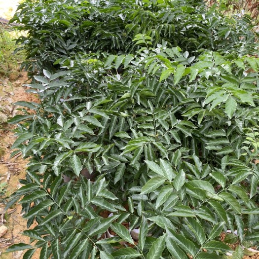 灵山县 黑黄皮果苗 黑黄皮雨天不裂果 种植第二年结果产量高 价格从优