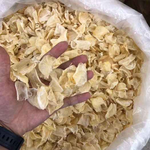 广州泰国小鸡蛋胶 花胶鱼肚海味干货