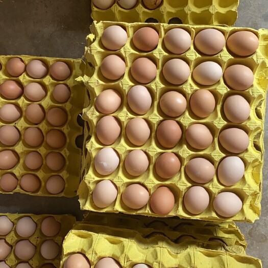 土鸡蛋 食用 箱装 