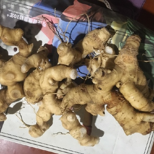 乐昌市黄精