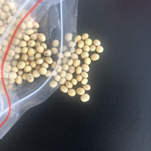 大庆贝宁非转基因大豆