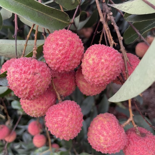 广州广东桂味荔枝 甜脆爽口