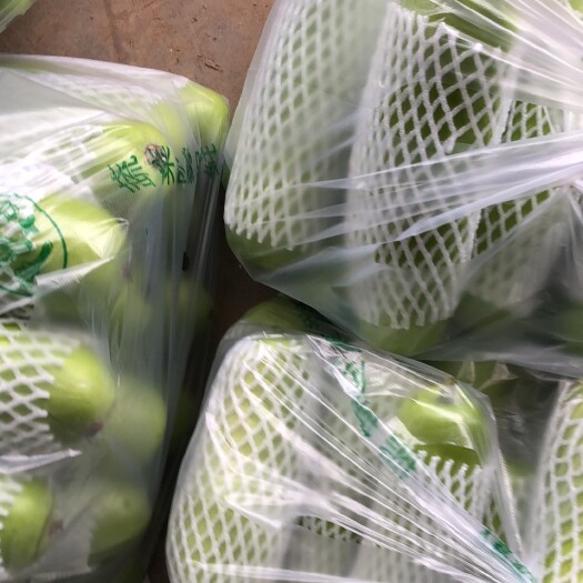枝江市瓠瓜 精品弧子大掉价