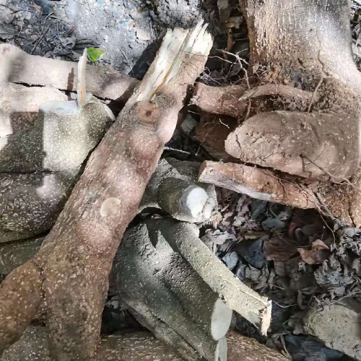 易门县 马比木