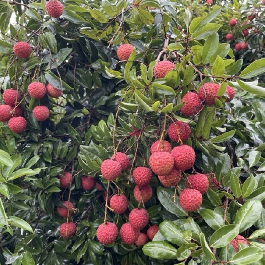 广州 广东桂味荔枝 甜脆爽口