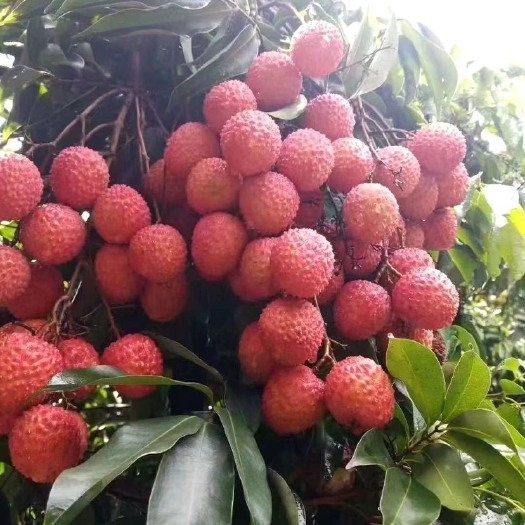 高州市 高州桂味荔枝