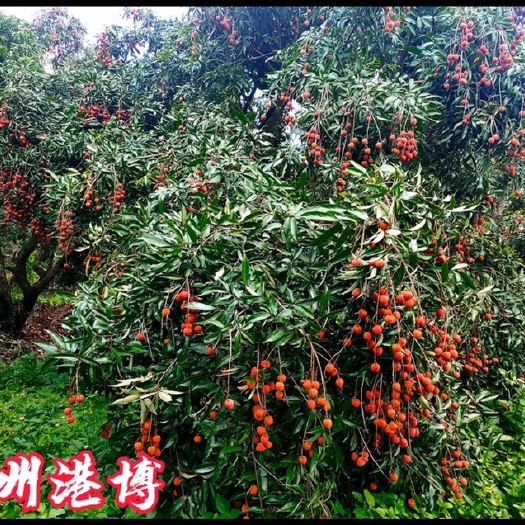 诏安县 诏安富硒乌叶荔枝