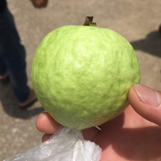 廉江市番石榴  珍珠芭乐