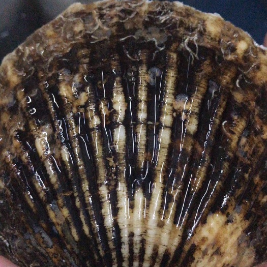 广州虾夷扇贝 扇贝