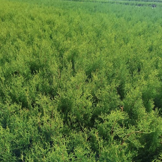 陇西县油松  柏树